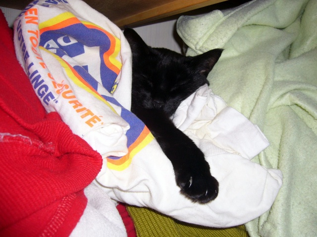 2008-07-27 Un yack_l.jpg